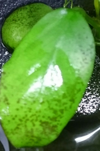 熱帯魚の水草について教えて下さい我が家の水槽のアヌビアスナナの葉っぱに写真 Yahoo 知恵袋