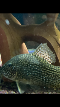 写真の尾びれに数ミリの糸くずのようなものがついています 寄生虫でしょうか Yahoo 知恵袋