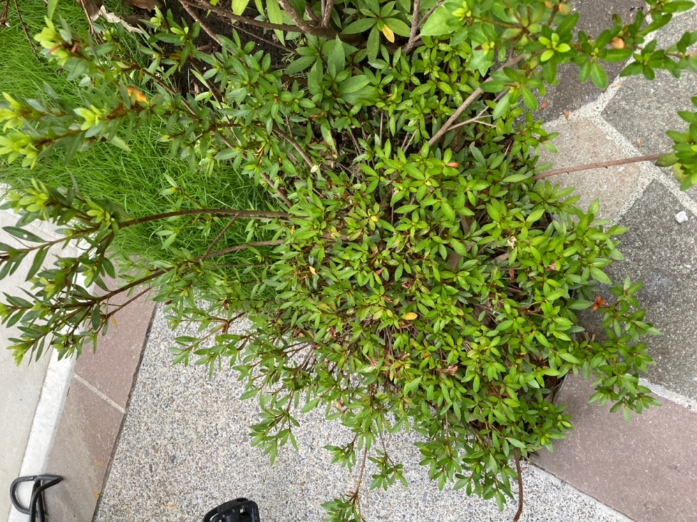 この植物の名前はなんでしょうか？