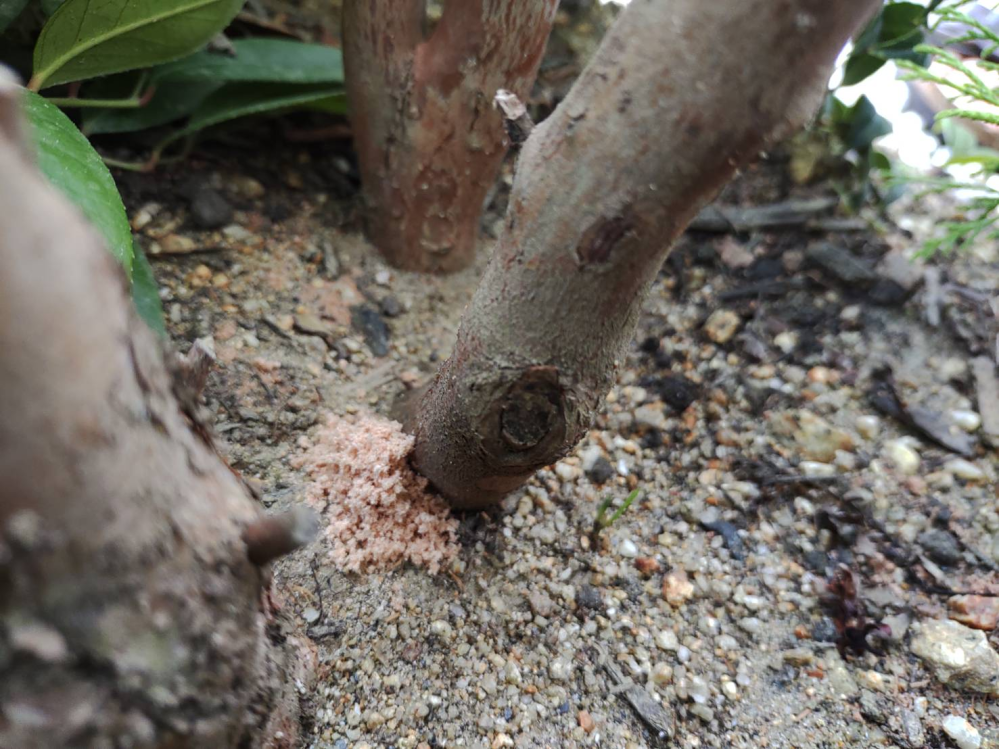 ヒメシャラの根元に何回かこのような木くず溜まっています。カミキリムシの幼虫でしょうか？何回か見ているのですが、カミキリムシが開けた穴らしきものは見つかりません。何かいい方法はありそうでしょうか？