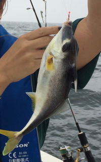 海で釣れた魚の名前が分かりません 魚博士の皆様 どうか教えてください Yahoo 知恵袋