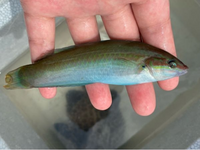 バイトで子どもたちと釣りに来たのですが この魚の名前わかる方いらっしゃいま Yahoo 知恵袋