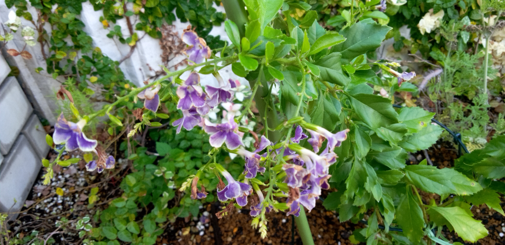 デュランタの苗を購入して２週間前に花壇に植え付けました 花先の茶 Yahoo 知恵袋