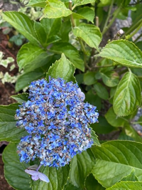 紫陽花の花が咲く気配がありません理由を教えて下さい 剪定時 Yahoo 知恵袋