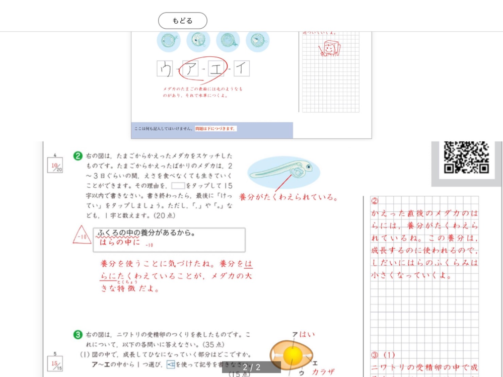 メダカのヨークサックは腹ですか 違いますよね ヨークサックは数日で萎んで消 Yahoo 知恵袋