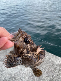 この魚はムラソイですか ベッコウゾイですか 背ビレの基底を Yahoo 知恵袋