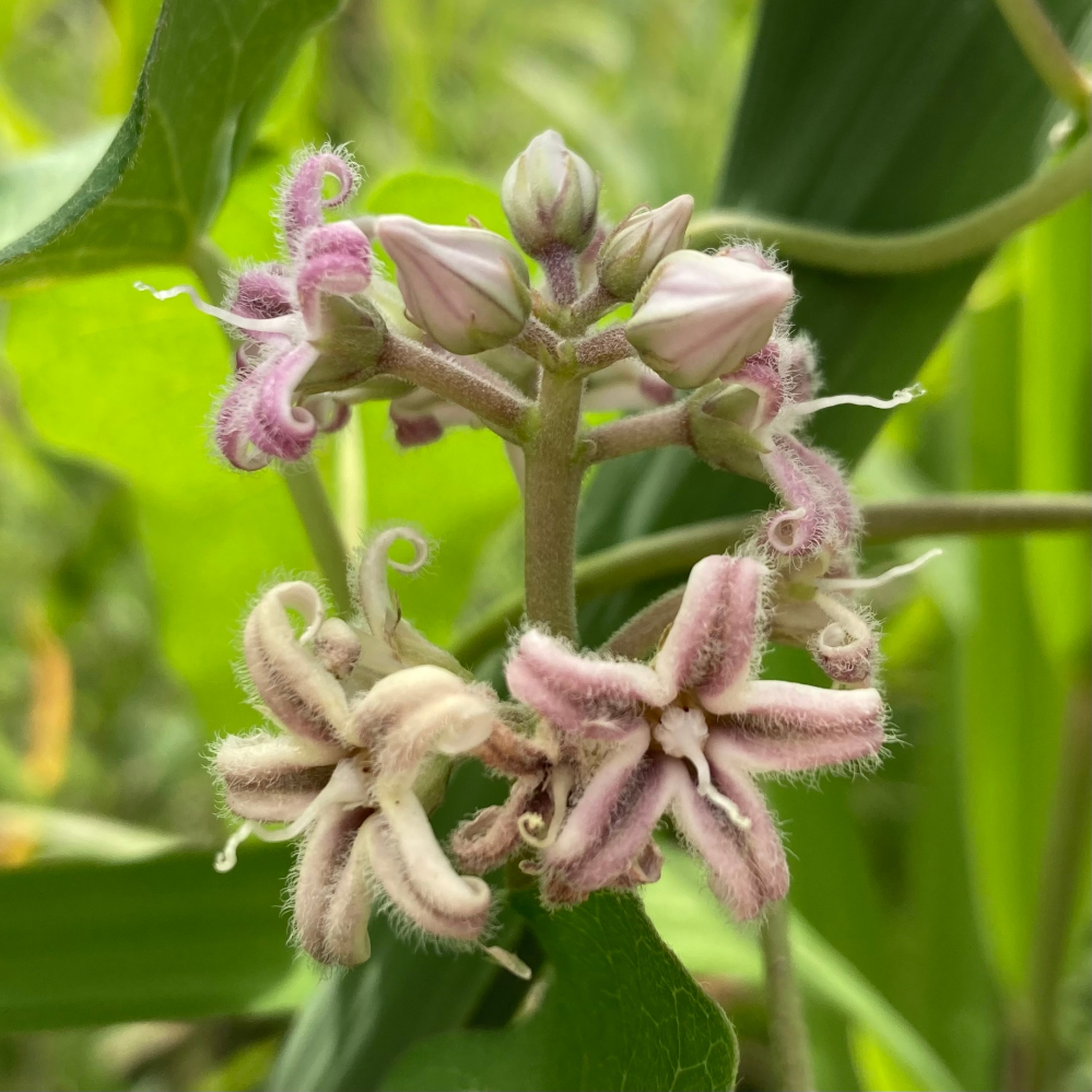 この黄色の花の名前がわかる方教えてください 黄色いガーベ Yahoo 知恵袋