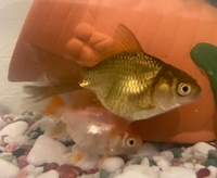 この2匹の金魚は何と言う種類の金魚ですか 金魚すくいでもらったの Yahoo 知恵袋