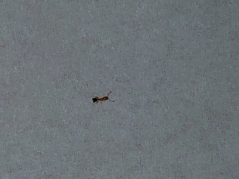 この蟻はなんてアリですか？ 家の中で数匹みつけました！ 猫の餌に群がってる感じです！ 写真撮ろうとしても小さすぎてボケて撮れなくて… だいたい2、3mmのサイズでお尻は黒くて、全身は半透明のよう...