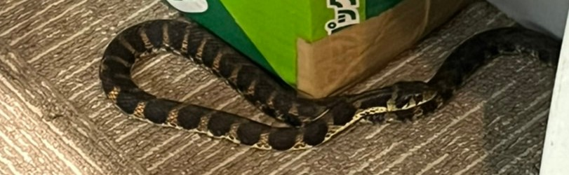 この蛇は、マムシですか？ 職場の部屋の中にに侵入してきました。 ちなみに、山の中です。
