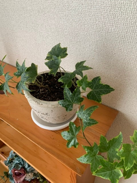 アイビーが伸びすぎて困ったます 初めのころは先を切っていましたが か Yahoo 知恵袋