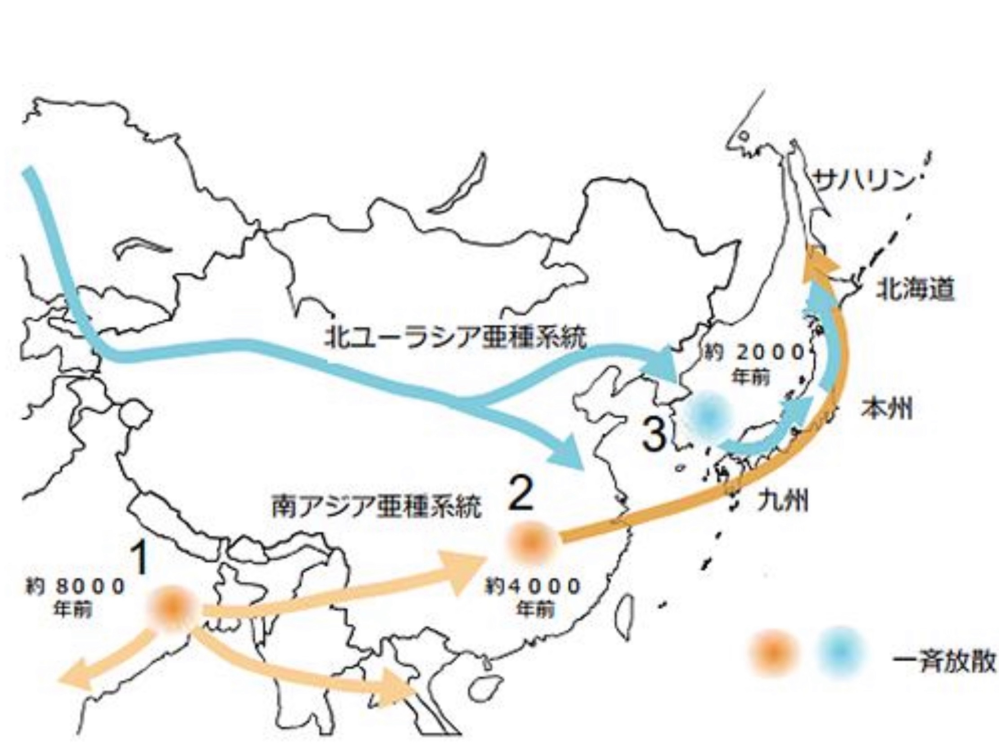 「渡来系弥生人」が「本格的な水稲稲作」を携えて「日本列島」に渡来したのは、今から「約３０００年前（紀元前１０世紀）」です、 朝鮮半島のハツカネズミの日本列島への渡来は今から「約２０００年前」です。 こ