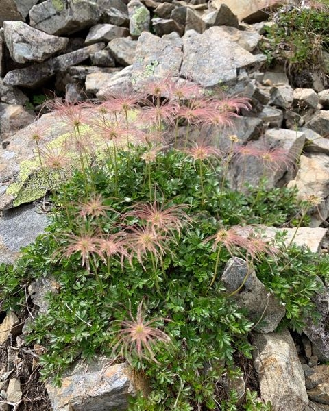 南アルプス仙丈ヶ岳で見かけたこの高山植物の名前が分かりません。ご存じの方教えて下さい。宜しくお願いします。