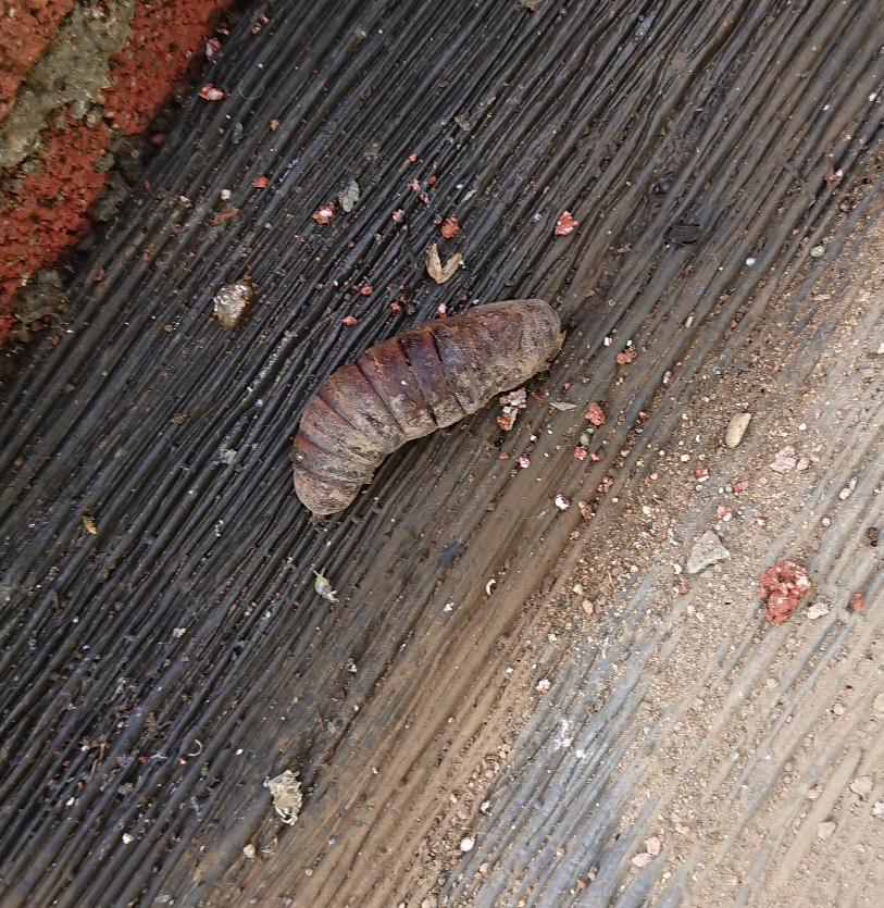 これは何の虫の幼虫ですか。