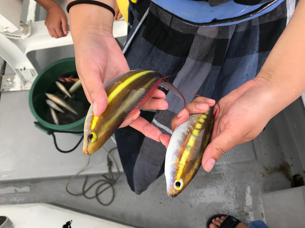 この魚の名前わかりませんか？沖縄で釣ったのですが。