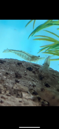 これはミナミヌマエビですか Yahoo 知恵袋