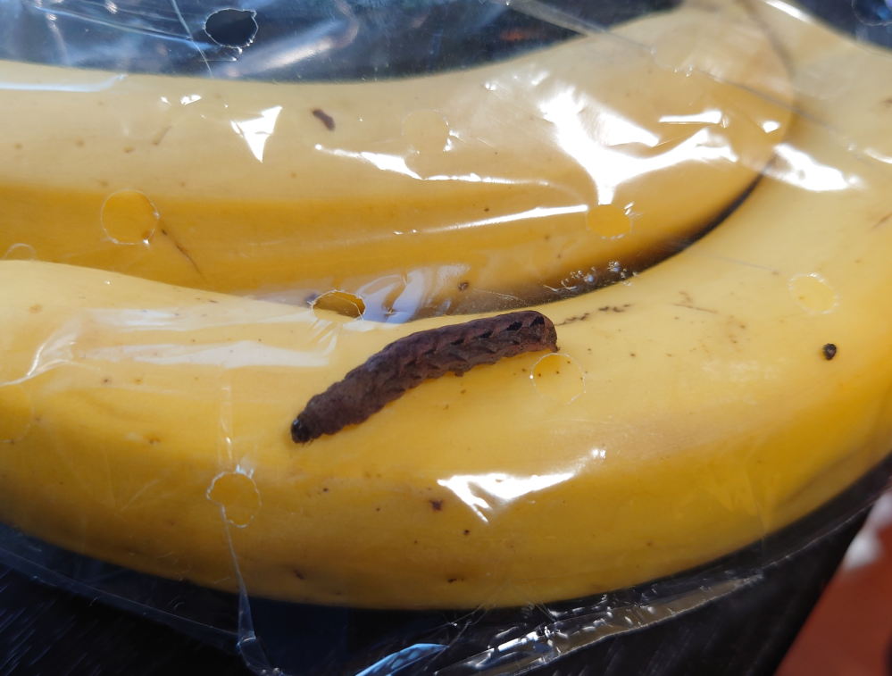 バナナの袋に入ってたんですけど、これなんの幼虫かわかりますか？