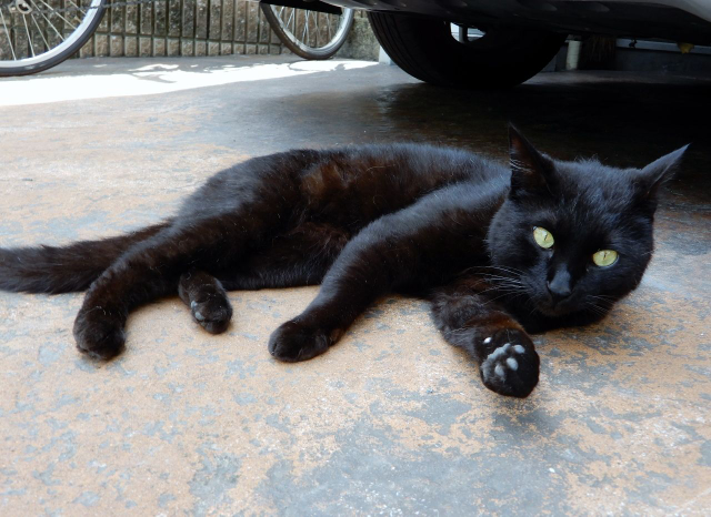 家の駐車場で黒猫が涼んでいました。 やっぱり猫も暑いのでしょうか？