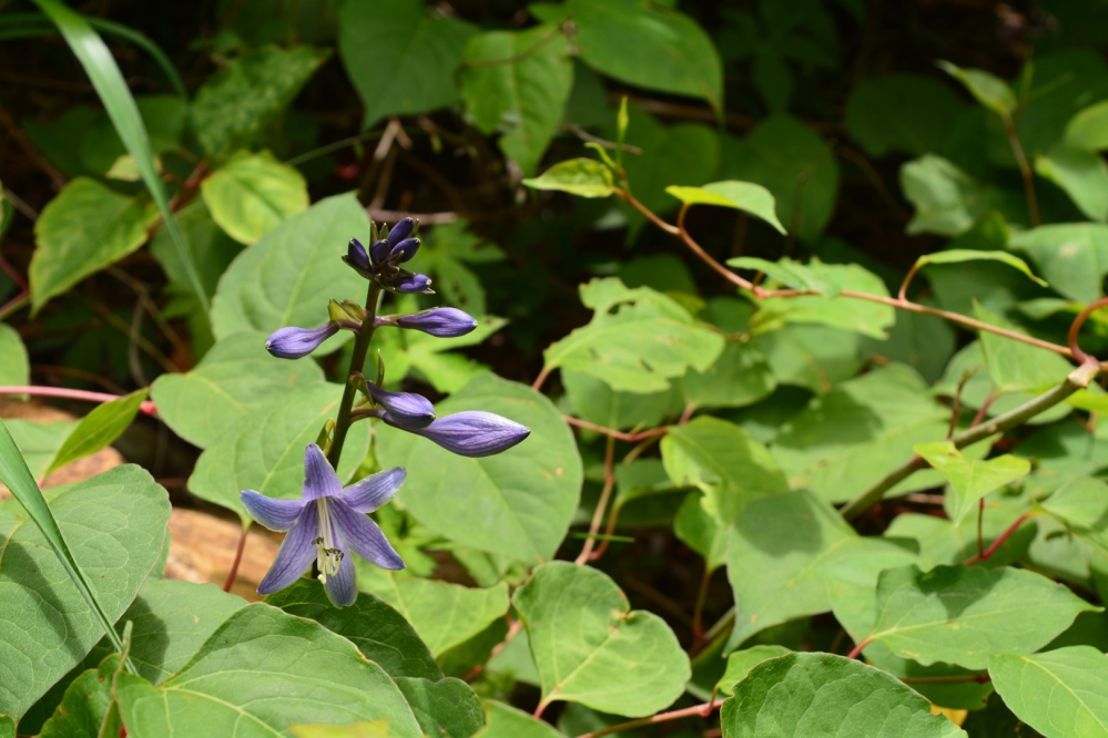 愛媛県 東明石山で撮った紫色の花の写真です。 シコクギボウシに似てると思ったのですが、羽状脈でないのでわからないです。 撮った写真も判別するには悪いとは思いますが、わかる人が居ましたら教えて頂きたいです。 よろしくお願いします。 また、植物の同定はどのように勉強したら良いでしょうか？