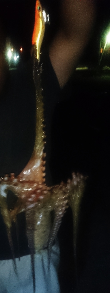 エギングで アオリイカとコウイカねらってたんですが 堤防付近に張り付いてる Yahoo 知恵袋