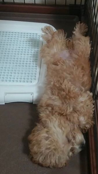 愛犬トイプードル 4ヶ月 が公園で30 40代の男性に蹴られました 公園は所沢 Yahoo 知恵袋