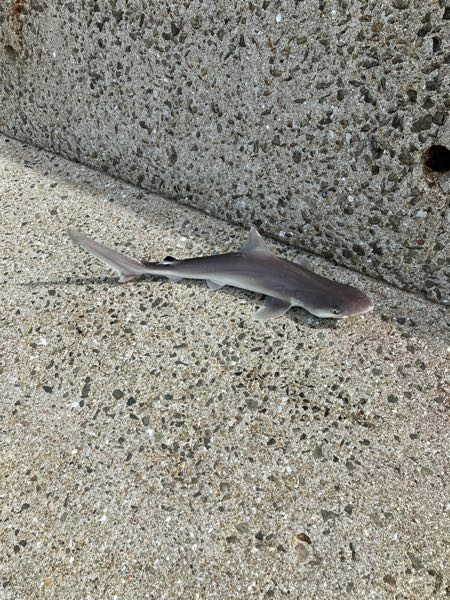 これは何というサメですか？