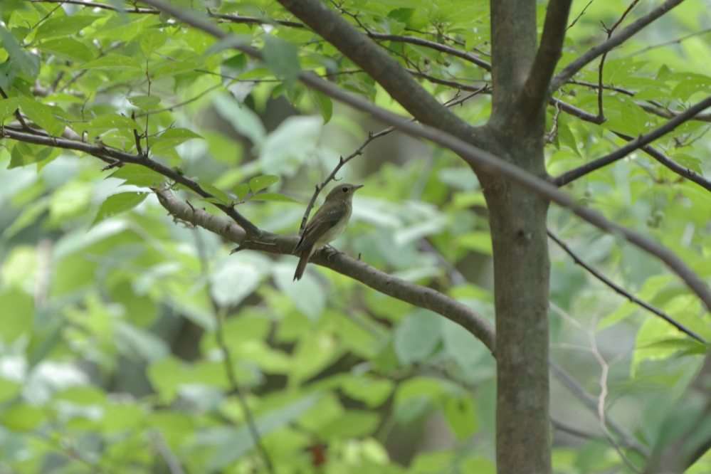 この鳥について教えてください。 写真の鳥は何鳥でしょうか？ 撮影は8月新潟県のちょっとした山となります。