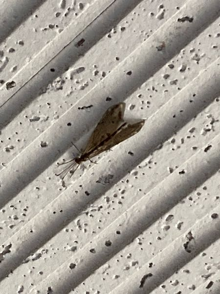 この虫さんはなんてお名前なのでしょうか？ アパートの天井に張り付いてました。