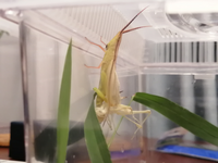 昆虫に詳しい方 カマキリの幼虫が脱皮に失敗したときのことで教えてください 取れ Yahoo 知恵袋