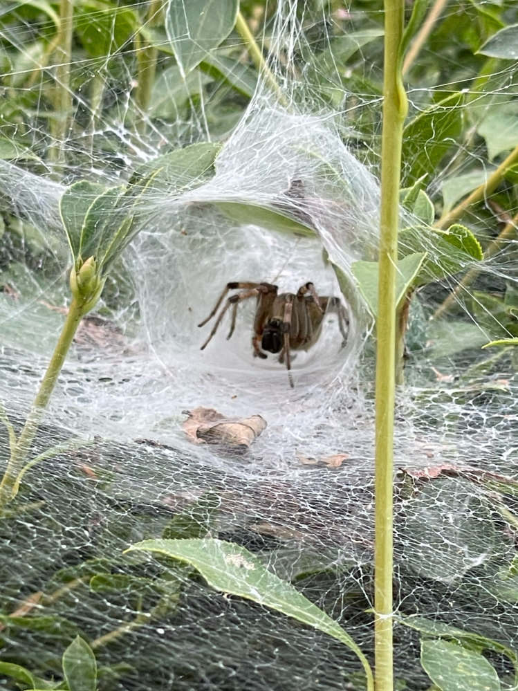 近所の公園で見たことないような大きな蜘蛛が巣を作っていました。 この蜘蛛の種類わかる方いますでしょうか。 関東地方の都市部です。