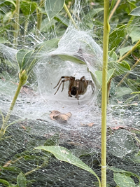 蜘蛛の巣に引っかかっても自力で脱出できる最強の昆虫は何ですか カブ Yahoo 知恵袋