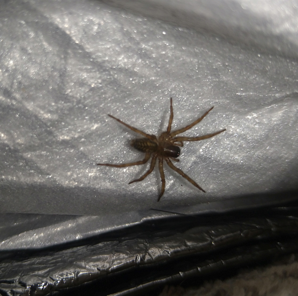 この蜘蛛は何という蜘蛛でしょうか？サイズは2cmほどだったと思うのですが見失ってしまいました。我が家には猫がいるのですが害はあるでしょうか？