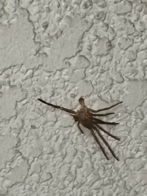 マンションの壁に引っ付いてた大きな蜘蛛ですが、何という名の蜘蛛ですか？ 初めて見ました。 見たのは都内です。 胴体だけで５センチ程ありました。