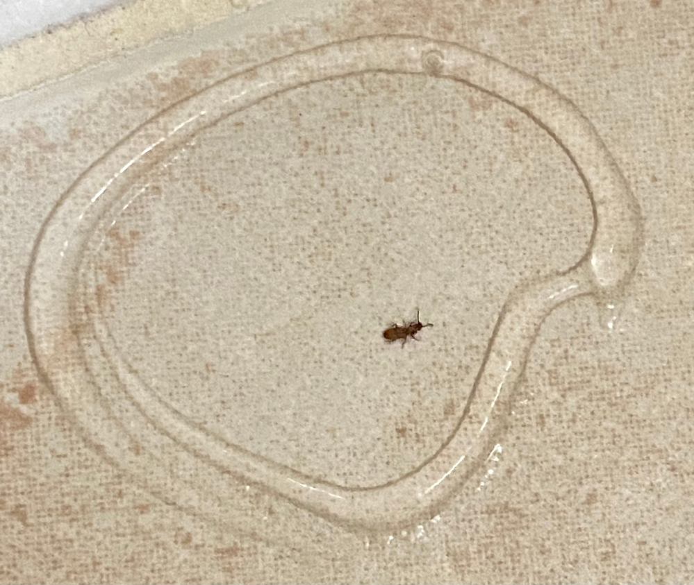 この虫は一体何ですか？ここ最近浴室でよく見かけます。出来れば駆除方法も教えてください。 サイズは小さくて飛びません。