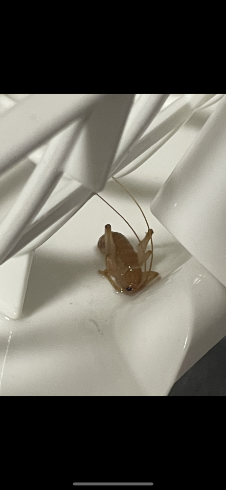 この虫はなんという虫でしょうか？ 食器洗いのカゴに入ってました。。。