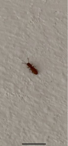 この虫はなんでしょう。 新築の住宅に現れたのですが、見慣れない虫だったので気になっています。 赤っぽい蟻に近い虫でした。