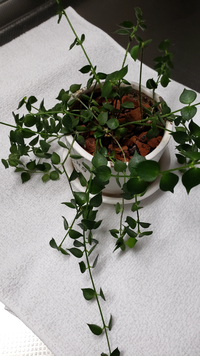 この植物の名前わかりますか ワイヤープランツではないのですが 毎 Yahoo 知恵袋