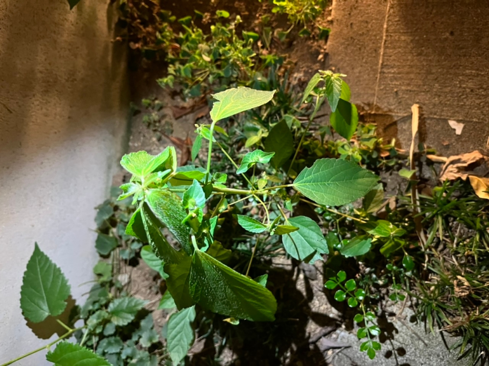 玄関付近にモロヘイヤのような植物が生えていました。 こちらはモロヘイヤでしょうか。