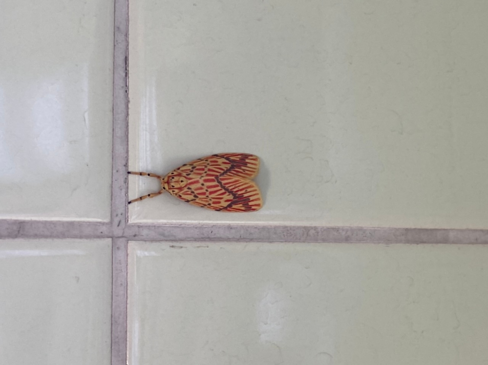 変わった蛾を発見。 こちら何という種類の蛾でしょうか？