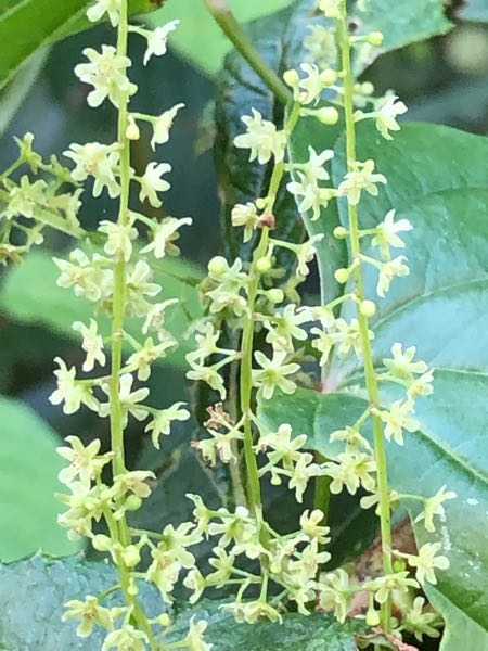 これは何の花ですか？ とても小さい花です。 岐阜県の下呂市の山中で、撮影しました。