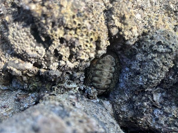 この写真の中央に写ってるのはなにかの化石ですか？それともただの貝の仲間でしょうか？ 分かる方教えて頂きたいです。 海の岩に埋まってました。
