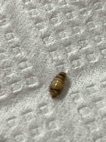 この虫はなんですか？？ 気付いたら部屋の壁にいます。 家の中は物もそんなにありませんし 虫が湧いてしまうほど汚くないのに よく出没するので対策が知りたいです。。