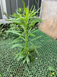 これって何の植物ですか 庭先に自生していました Yahoo 知恵袋