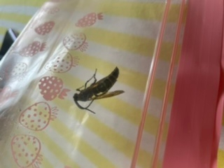 この蜂の名前を教えてください。 お風呂場にいて捕獲しました。 どうやって家の中に入って来たのか？ 不明で こわいです。