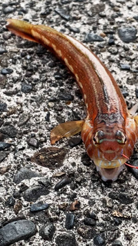 この画像の魚は 食べられますか 詳しい方が いらっしゃいましたら ご教授く Yahoo 知恵袋