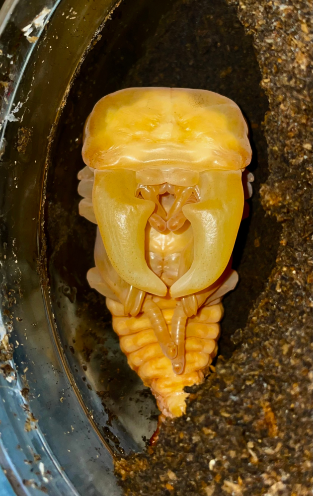 一昨日蛹化したスマトラオオヒラタの蛹です。 この顎は太いですか？