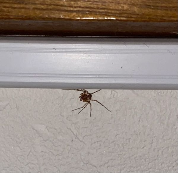 至急 これなんていう蜘蛛ですか？ 全く動かないんですけど 死んでるんですか？