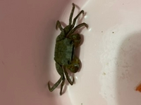 実家の駐車場に迷い込んで来たカニがいます 川か近くにあり 下水か Yahoo 知恵袋