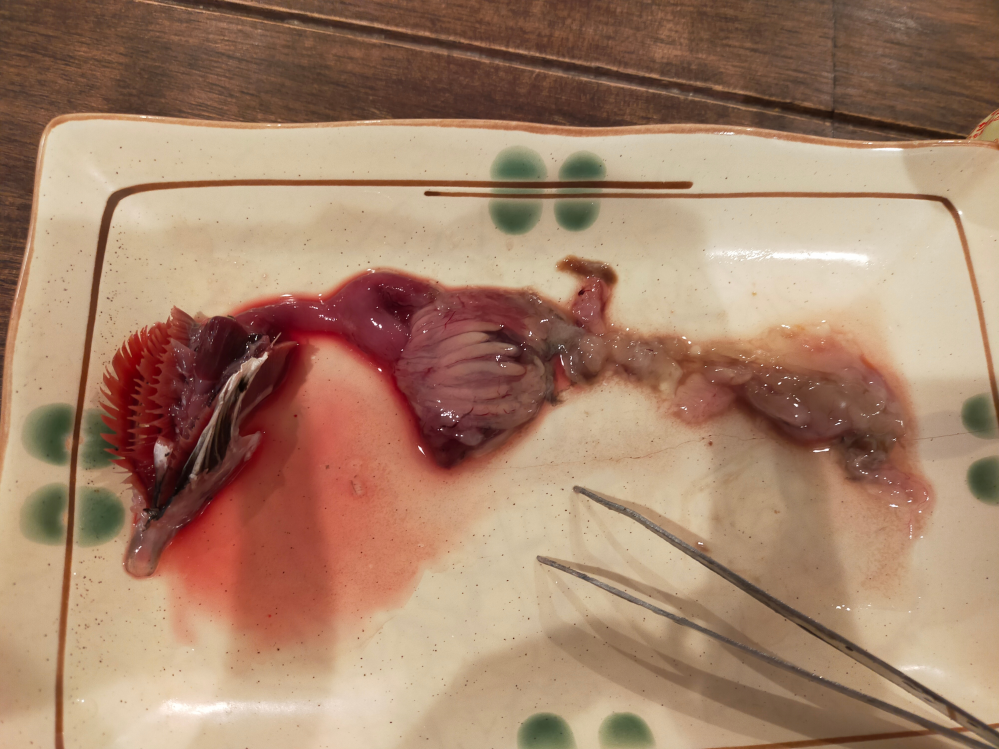 魚の解剖についてです。 先程サバの解剖をしたのですがどれがどの臓器なのか分かりませんでした。わかる方がいれば教えていただきたいです。 お願いします