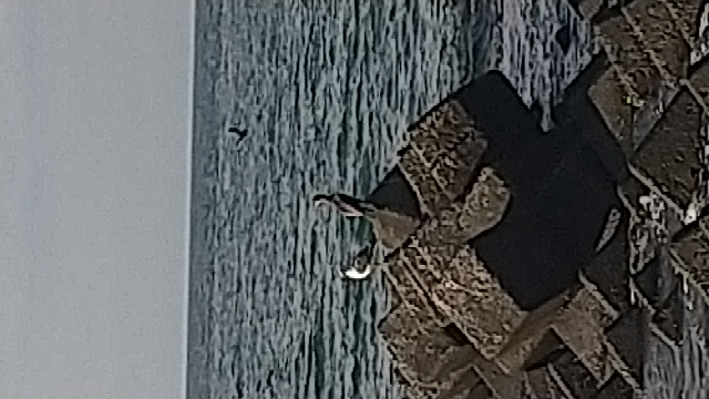 鳥の名前を教えて下さい。画像が良くないですが、カモメの隣にいる鳥の名前を教えて下さい。羽を広げたらトンビと同じくらいの大きさでした。 8/15道北での撮影です。